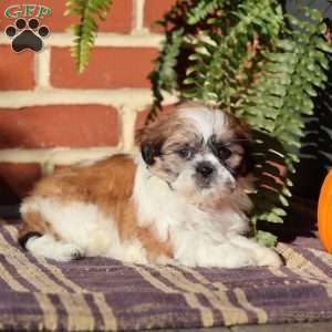 Empress, Shih Tzu Puppy